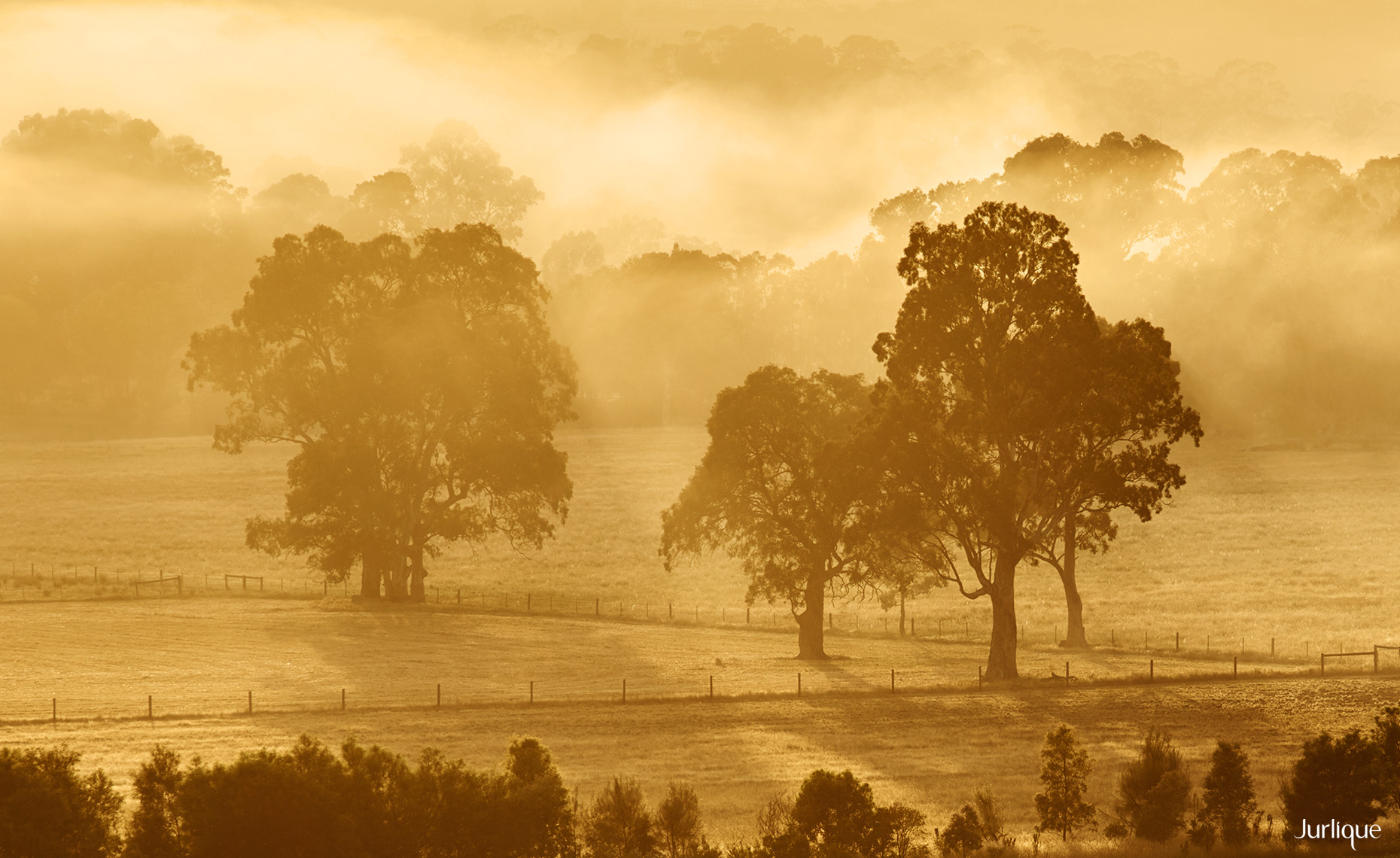 Misty morning over the Farm