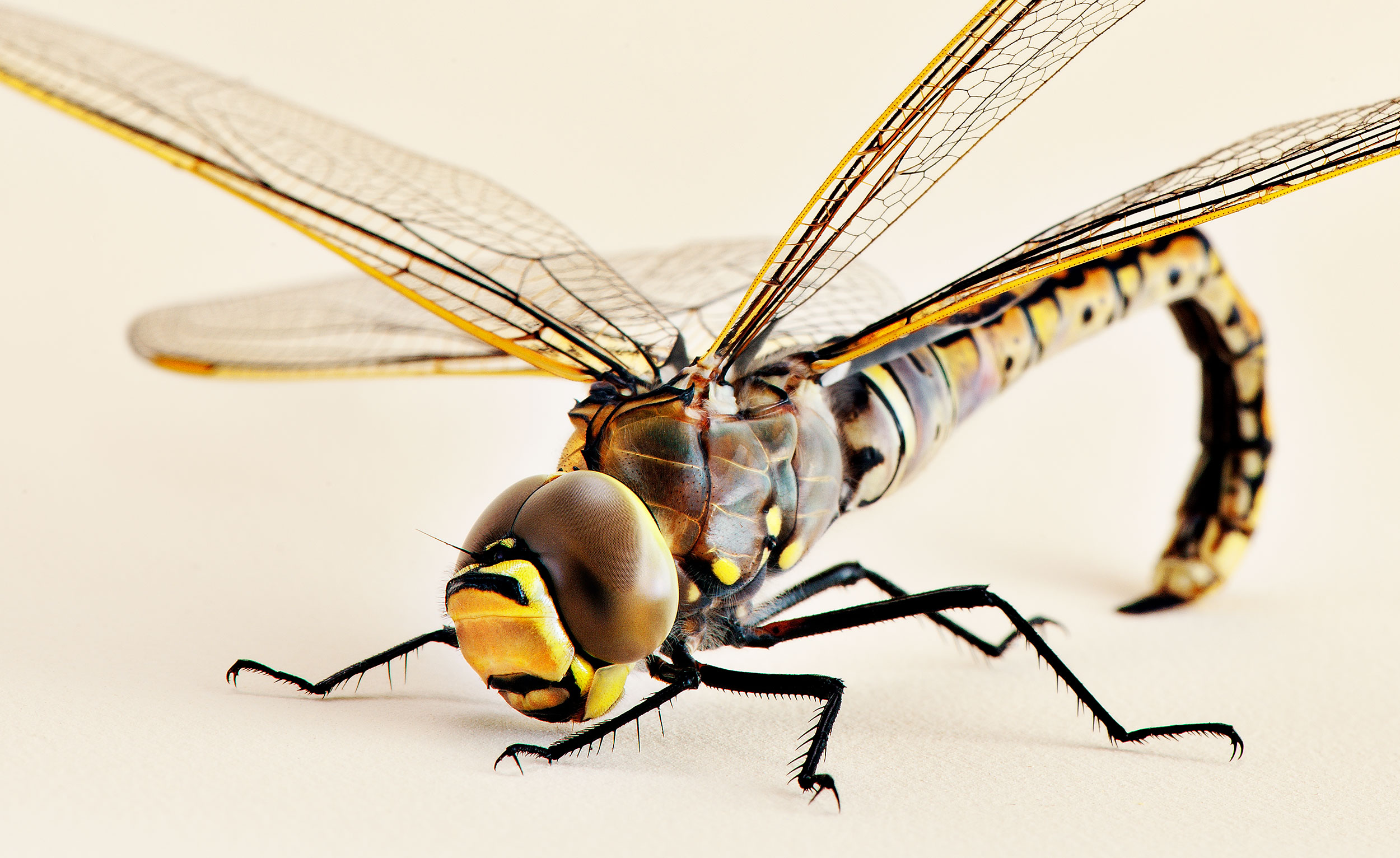 Macro Photography of a dragon fly