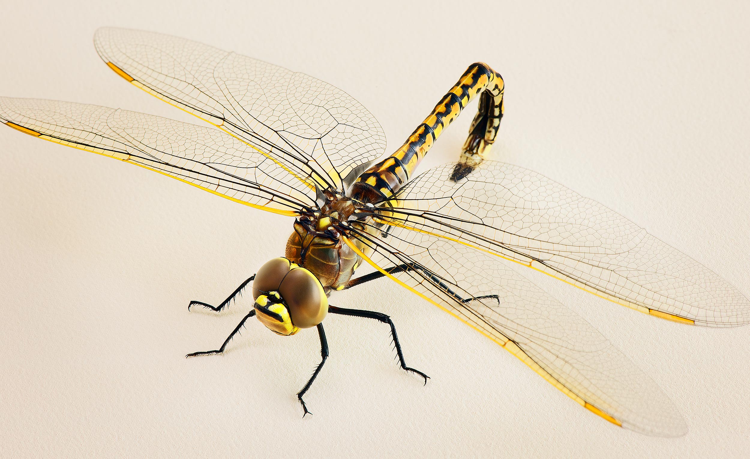 Macro Photography of a dragon fly from above