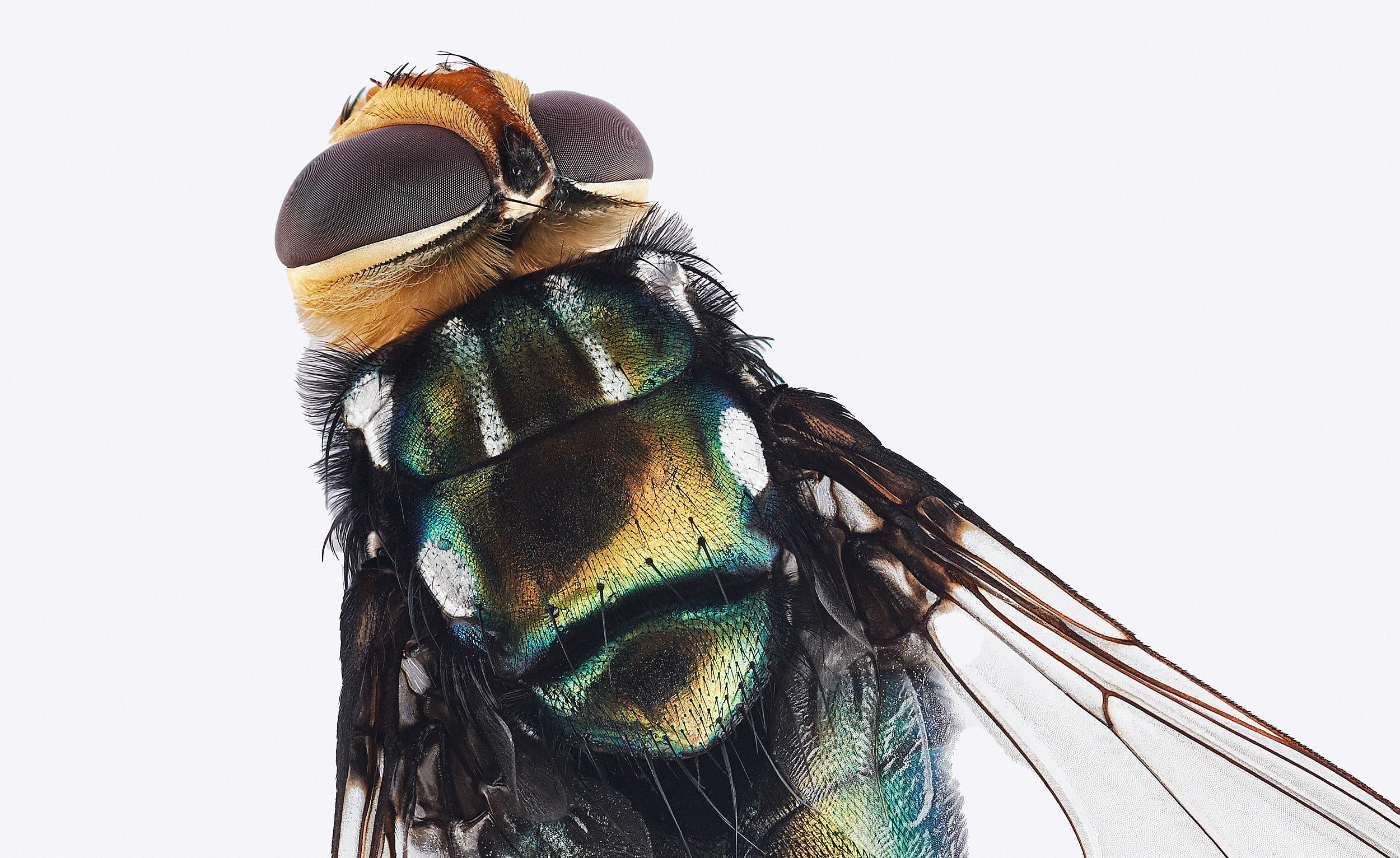 Macro Photography of a fly from above