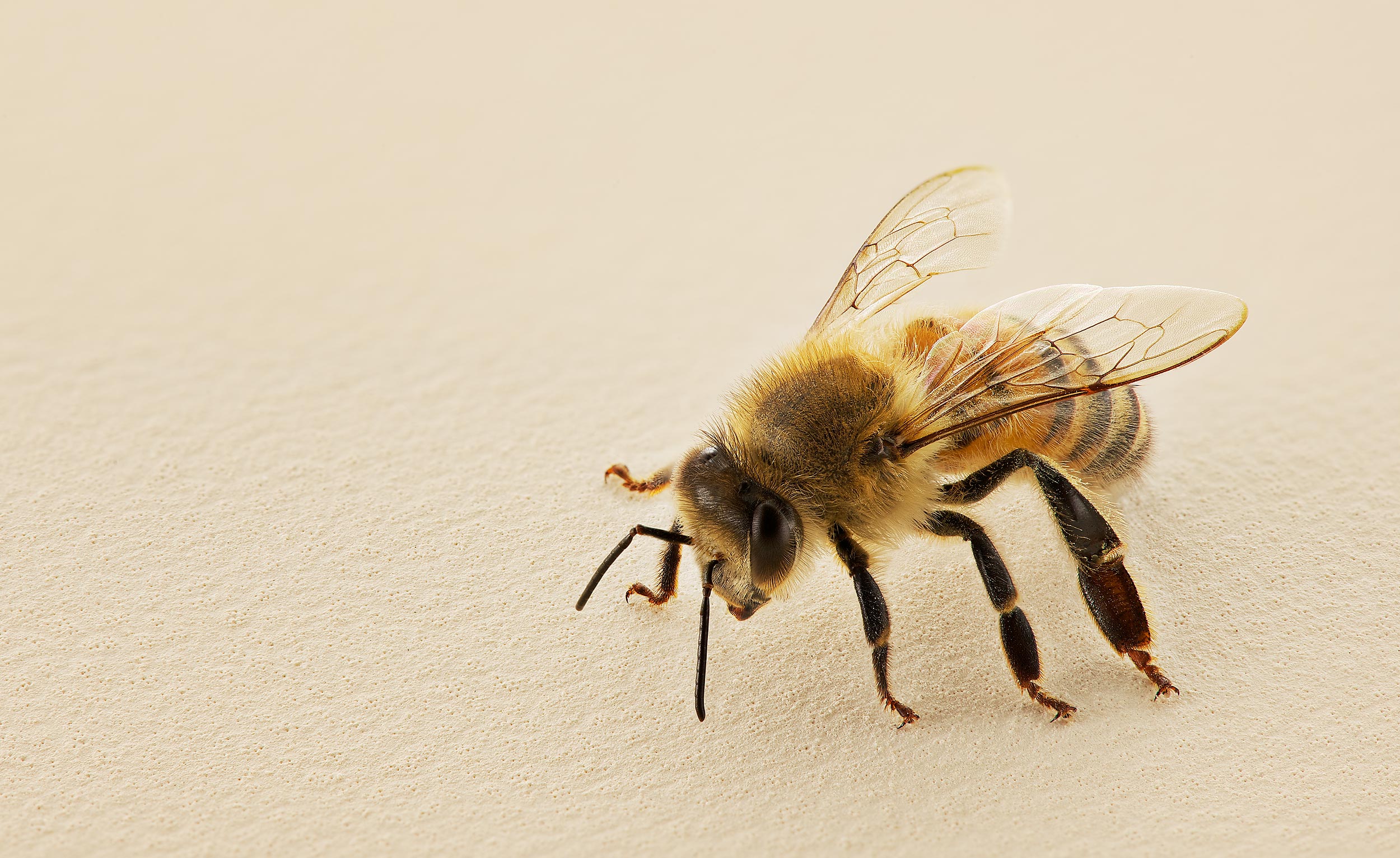 Macro Photography of a honey bee