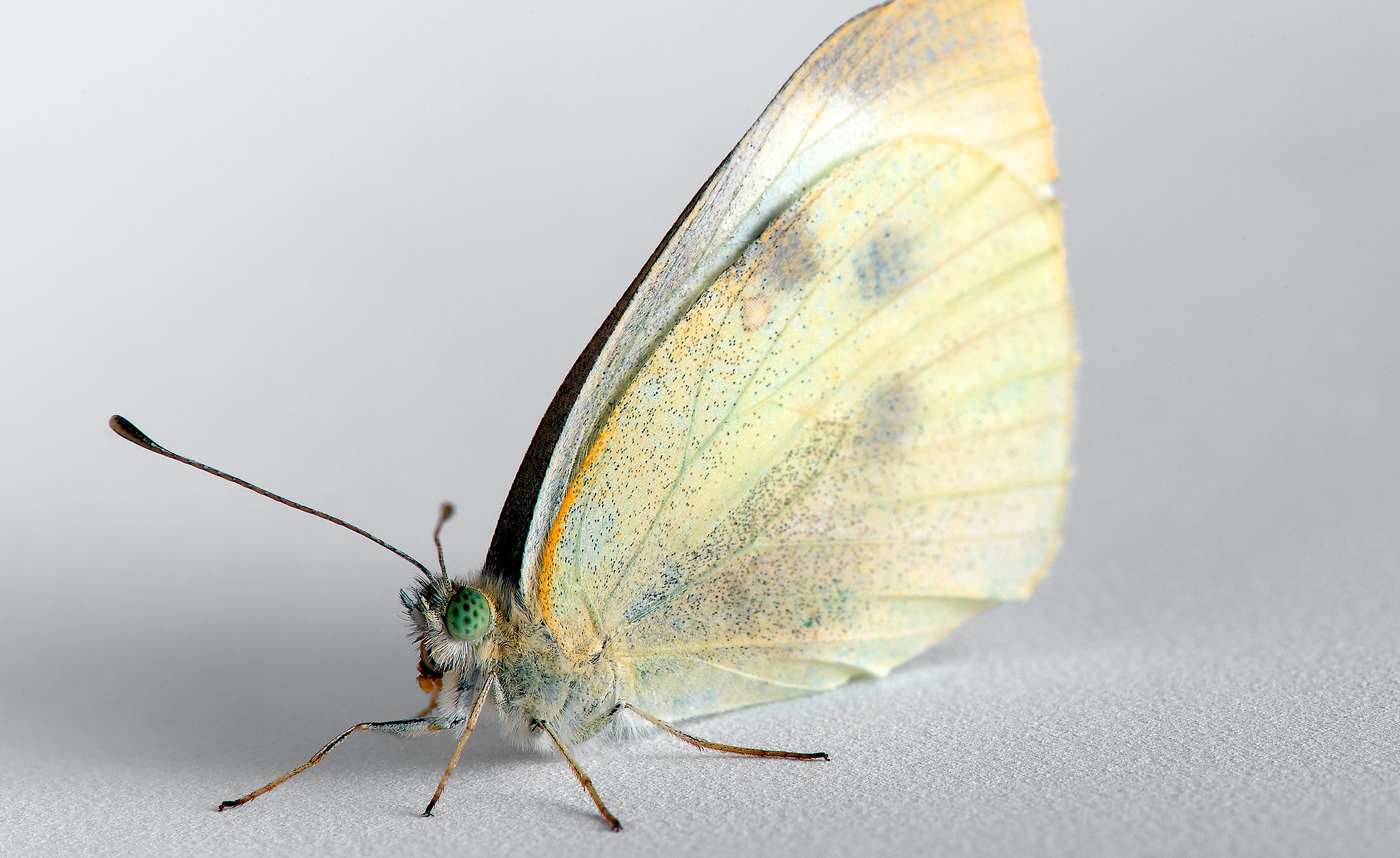 Macro Photography of a moth